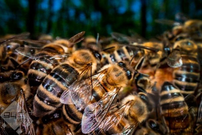 Méhek szubpesztilitása receptek látáshoz
