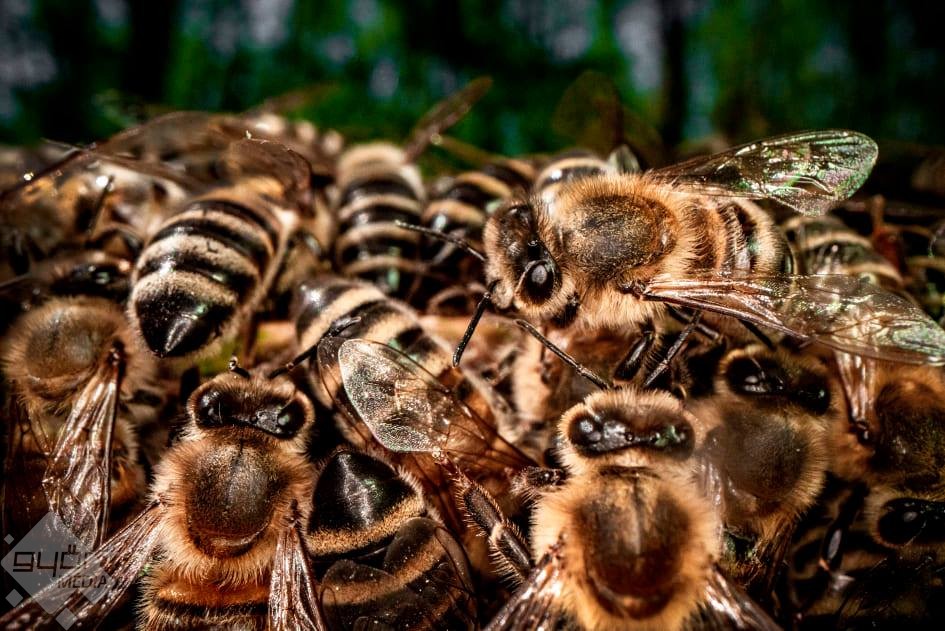 mi a méhek látványa