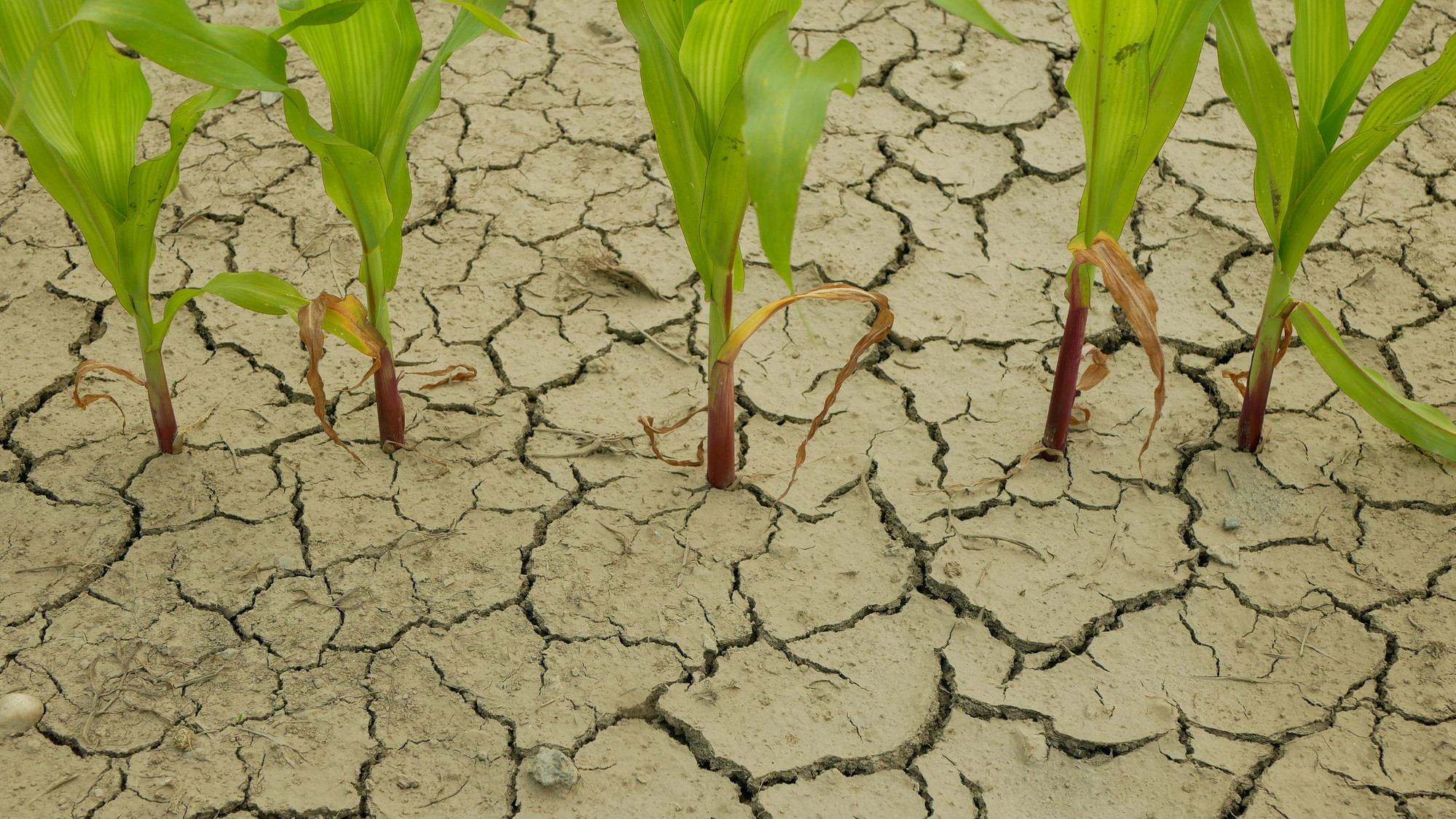 Высохли в следствие засухи. Иссушение почвы. Кукуруза засуха. Кукуруза растет засуха. Мозель засуха.