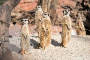 Szurikáta csapat az állatkerben / Ács Tamás