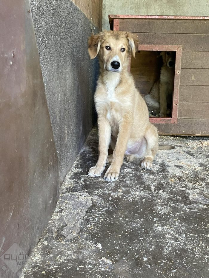 Győri Állatmenhely/Baranyai Réka