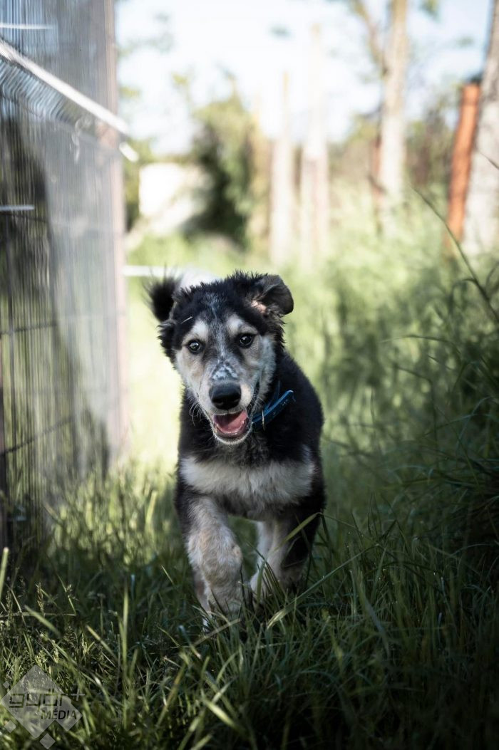 Menhely fotó: Győri Állatmenhely/Baranyai Réka