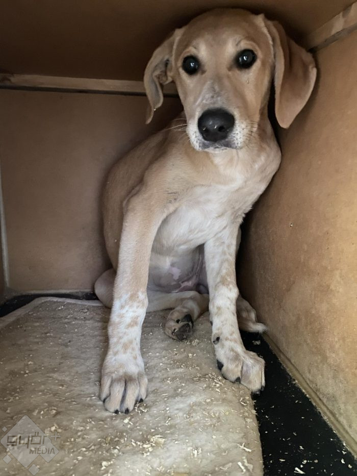 Menhely kölykök fotó: Győri Állatmenhely/Baranyai Réka