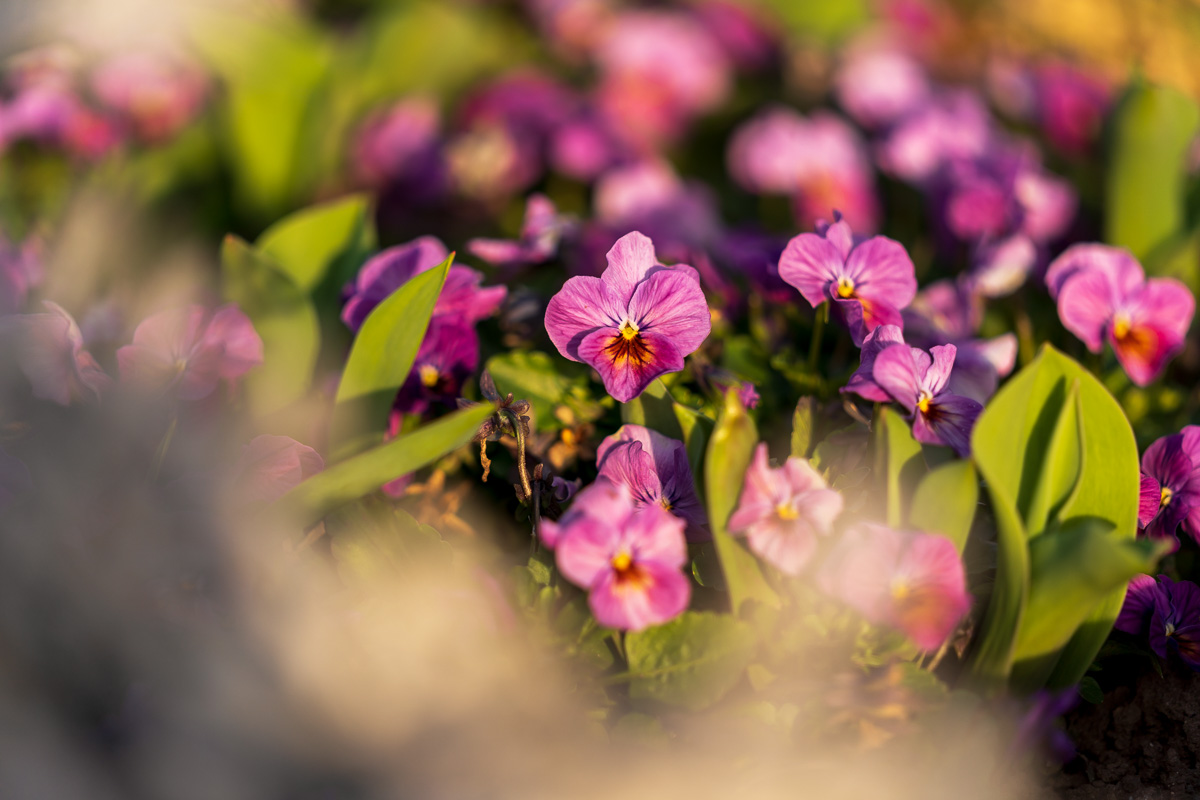 “Ifju lánya a vén télnek – Kedves kikelet”