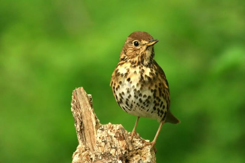 Fülemülék éjszakája, Madarak és Fák Napja 