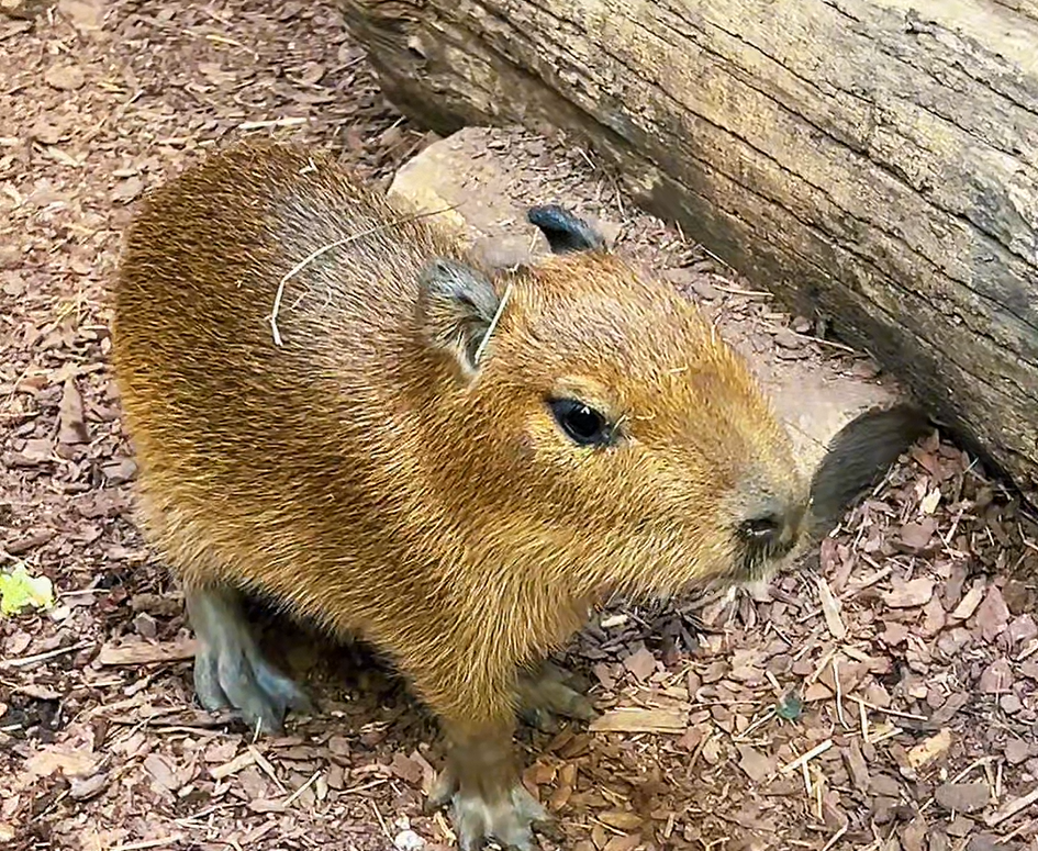 Új kifutók, hüllők chipelése és gyepi nyílt nap az áprilisi “Kifutón túl” műsorában 