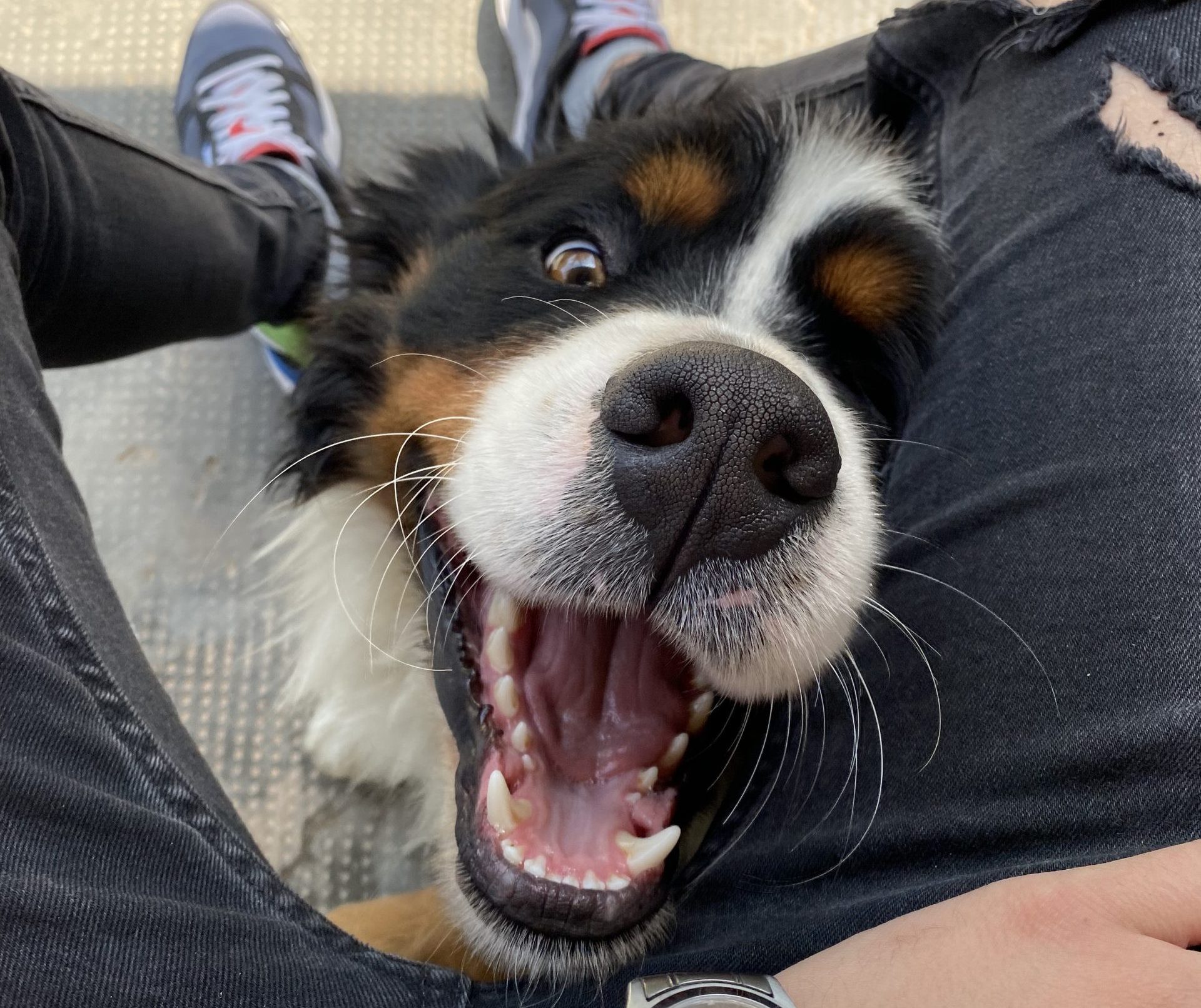 kutya