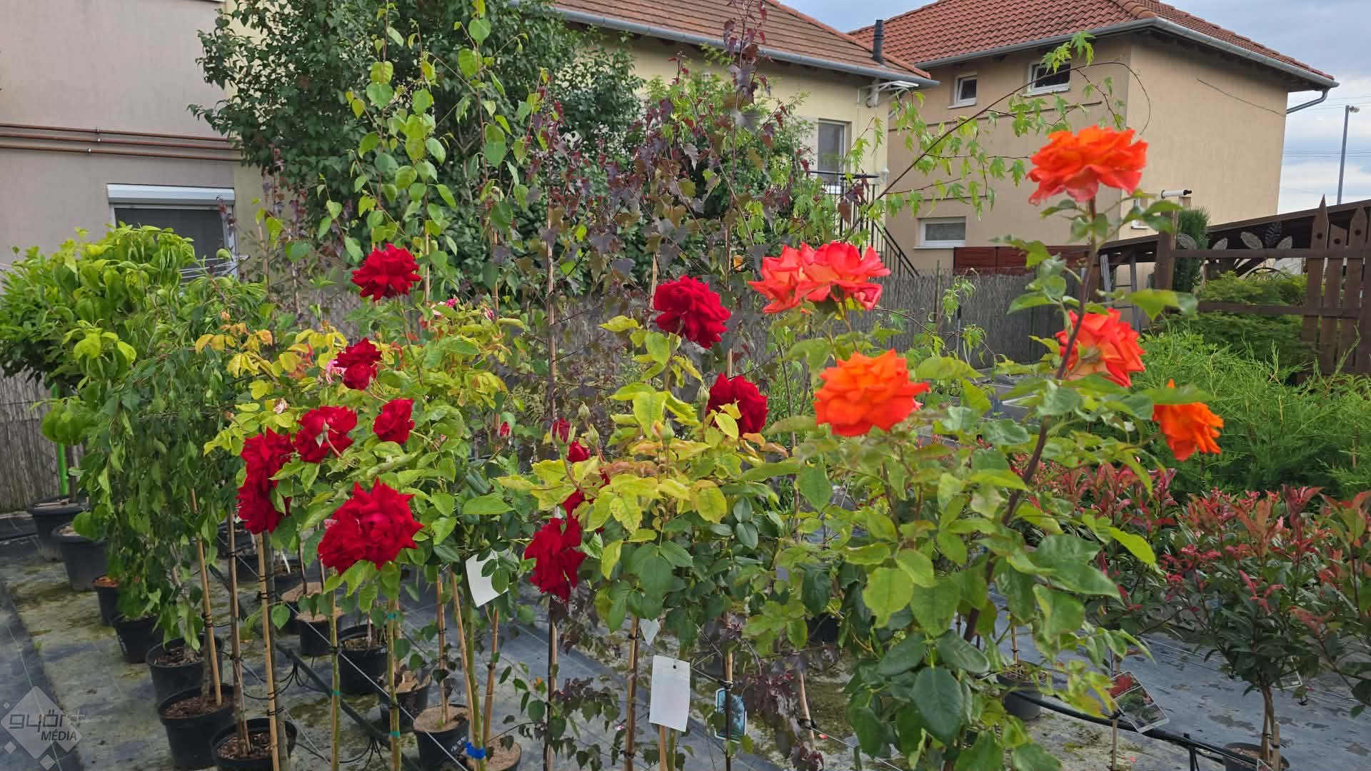 rózsa